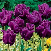 Тюльпан Secret Parrot папуговий цибулина (1 шт.)