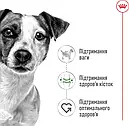 Royal Canin Mini Adult 800 г дрібних порід вагою до 10 кг від 10 місяців сухий корм для собак, фото 3