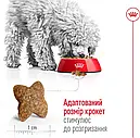 Royal Canin Mini Adult 800 г дрібних порід вагою до 10 кг від 10 місяців сухий корм для собак, фото 5