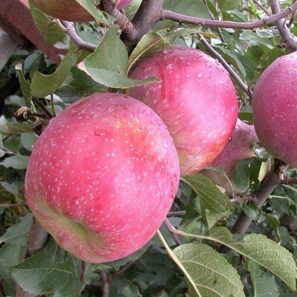 Саджанці Яблуні Слава Переможцям  1 річка, фото 1