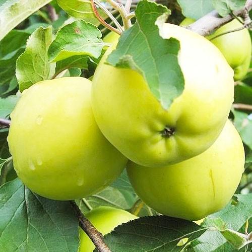 Саджанці Яблуні Сніжний Кальвіль 1річка, фото 1