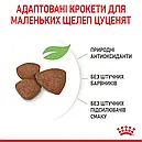 Royal Canin Puppy Mini 800 г цуценят дрібних порід вагою до 10 кг від 2 до 10 місяців сухий корм, фото 6