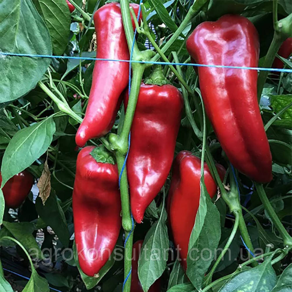 Насіння солодкого перцю Корнелія F1 (Syngenta), 5 насінин — ранньостиглий (95-100 днів), червоний, типу «капія»