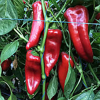 Насіння солодкого перцю Корнелія F1 (Syngenta), 5 насінин — ранньостиглий (95-100 днів), червоний, типу «капія»