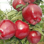 Саджанці Яблуні Ред чіф  2річка, фото 2
