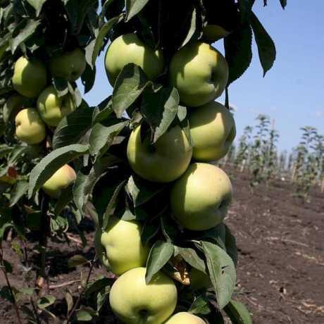 Саджанці колоновидної яблуні Президент (літній сорт), фото 1