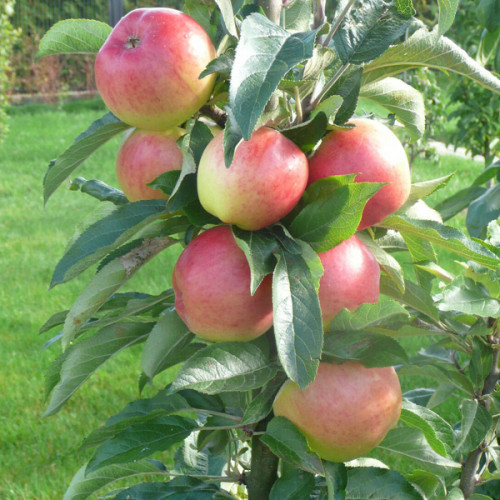 Саджанці колоновидної яблуні Валюта, фото 1