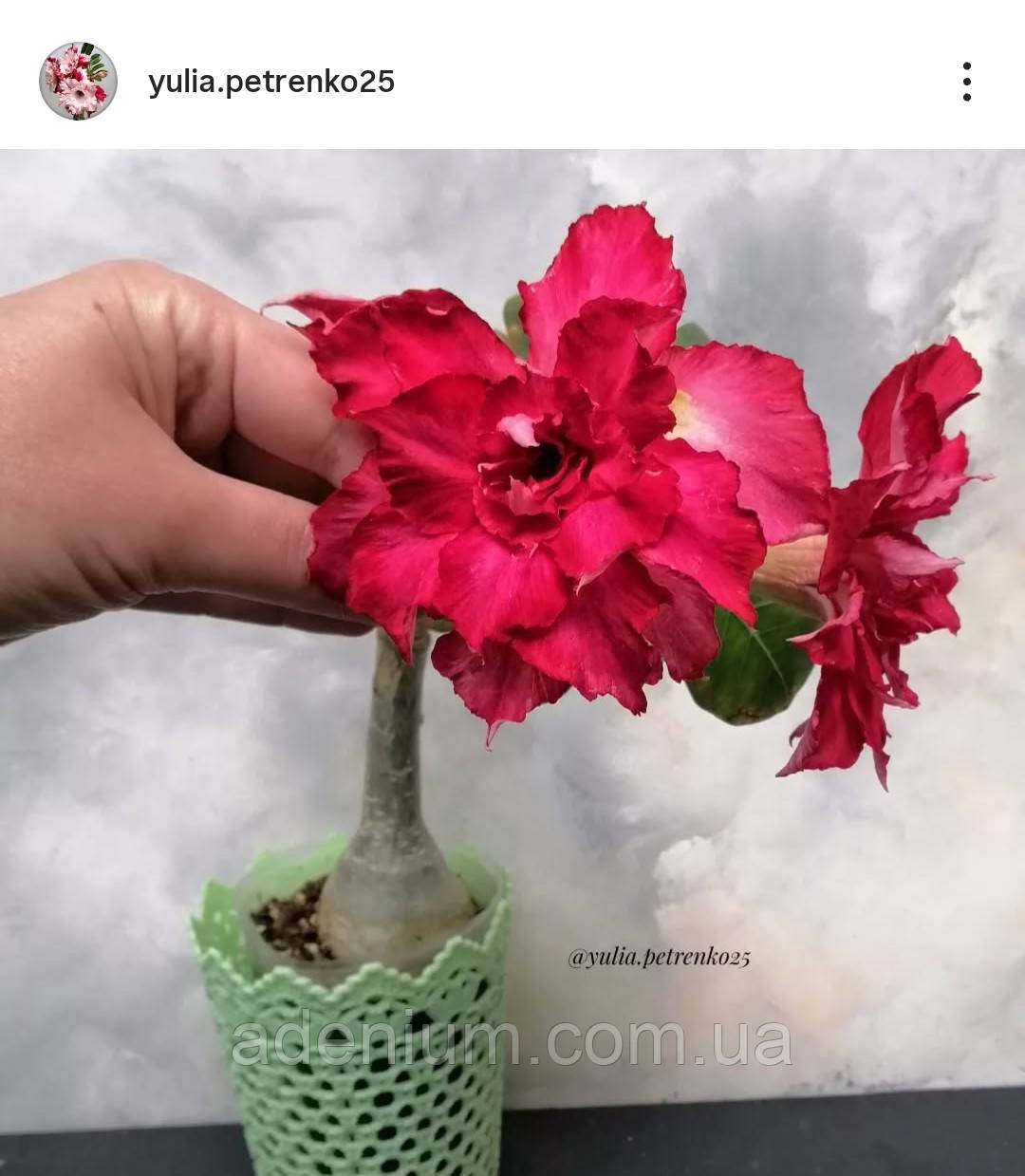 Аденіум Batavia (щеплення), фото 1