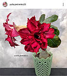 Аденіум Batavia (щеплення), фото 2