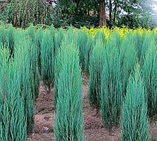 Можівельники