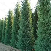 Купресоципарис