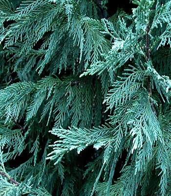 Купрессоципарис Лейланда, фото 1