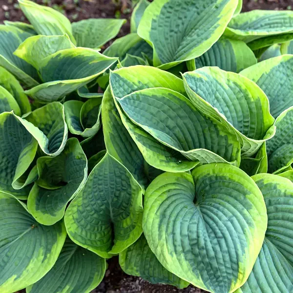 Хоста Frances Williams 1 рік, Хоста Френсіс Вільямс, Hosta Frances Williams