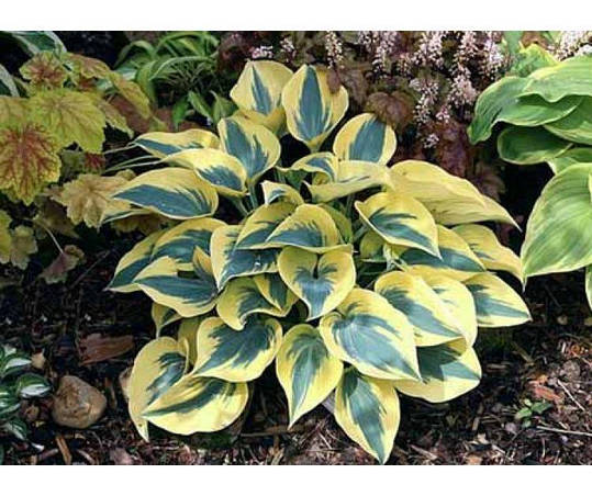 Хоста Autumn Frost, фото 1