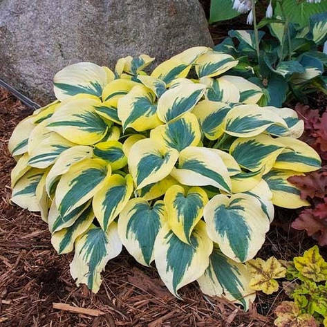 Хоста Autumn Frost, фото 2