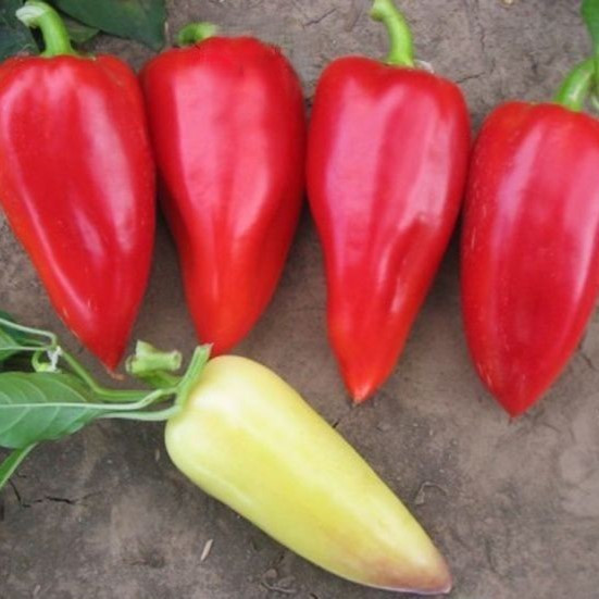 Айвенго (500 нас.) насіння перцю солодкого Наско, фото 1