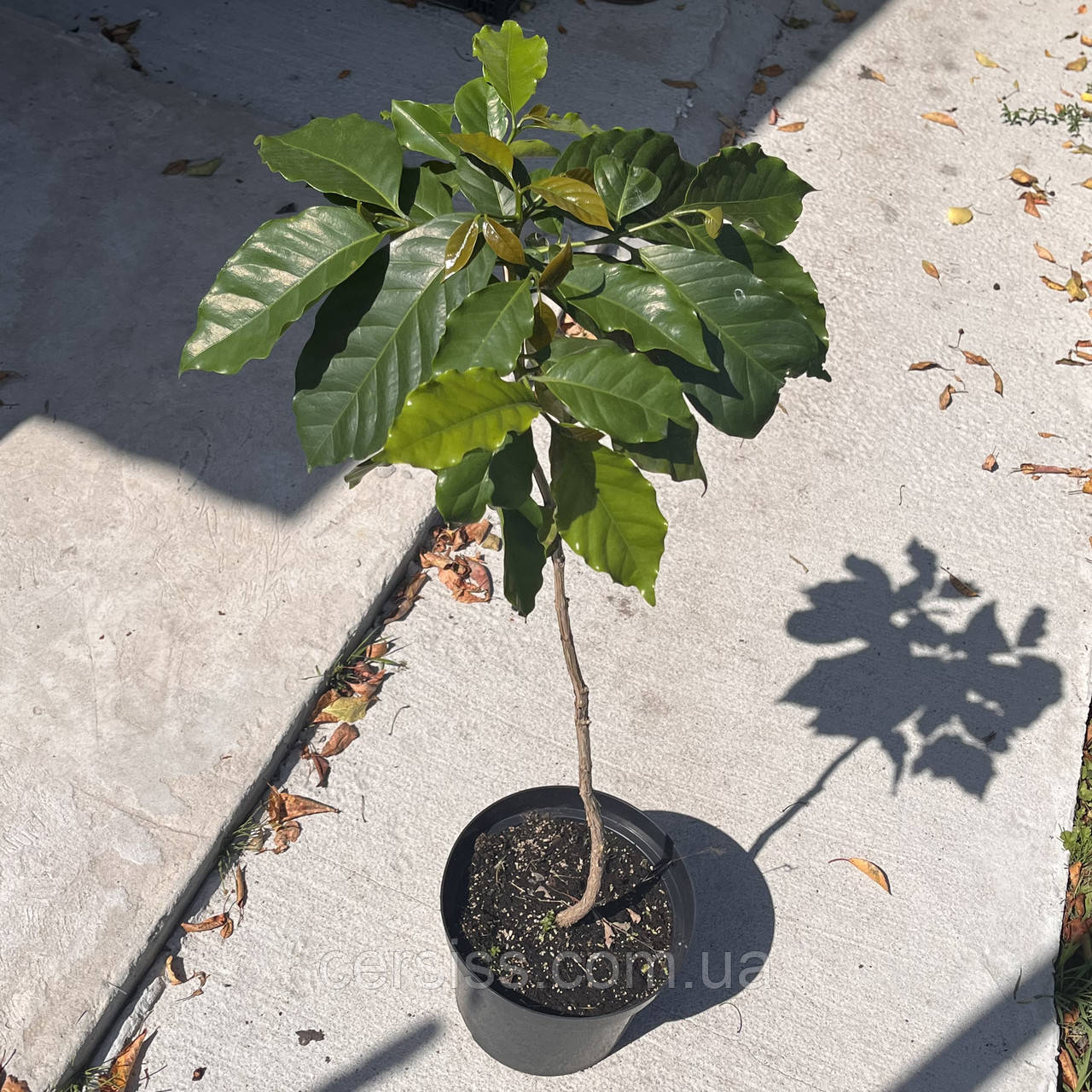 Кавове дерево на штамбі кімнатна кава в горщику Coffea, фото 1