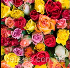 Роза сорт мікс 1 шт саджанці в горщику Rose, фото 1