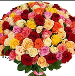 Роза сорт мікс 1 шт саджанці в горщику Rose, фото 2