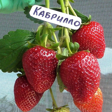 Полуниця Кабрилло (касетна розсада)