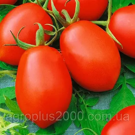 Насіння Томат детермінантний  Денар 0,3 грама Satimex Спектр Сад, фото 2