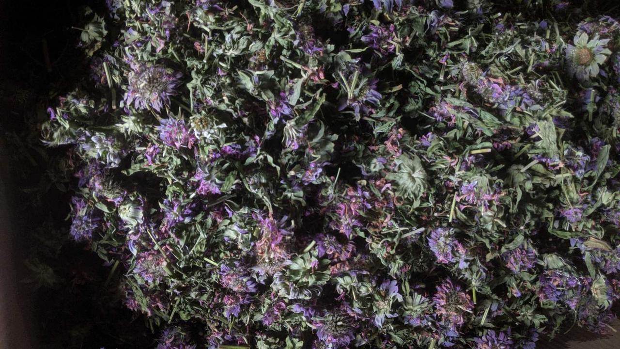 Монарда (Бергамот), 100г., фото 1