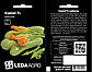 Насіння Кабачку Кавілі F1, 50 шт (Leda Agro), ультраранній гібрид для відкритого ґрунту та теплиць, фото 2