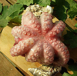 Восьминіг цілий, ваговий 1,0-1,5кг, ціна за 1кг