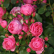 Саджанці троянди флорибунда Помпонелла на штамбі (Rose Pomponella), фото 2