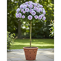 Саджанці чайно-гібридної троянди Блу Ніл на штамбі (Rose Nil Blue)