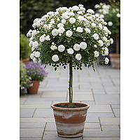 Саджанці ґрунтопокривної троянди Свани на штамбі (Rose Swany)