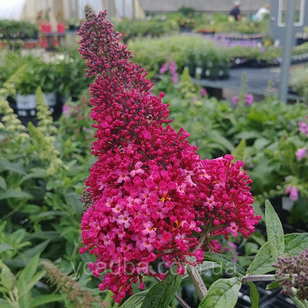 Буддлея Давида Принц Чармінг, контейнер 0,5л, фото 1