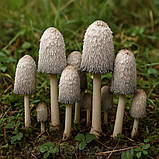 Копрінус (екстракт), фото 2