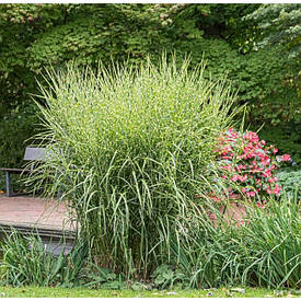 Міскантус китайський Zebrinus 1 рік, Мискантус китайский Зебринус, Miscanthus sinensis Zebrinus