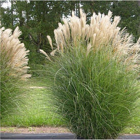 Міскантус китайський Graciella 1 рік, Міскантус китайский Граціелла, Miscanthus sinensis Graciella