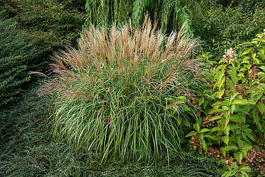 Міскантус китайський Jaca Dance 1 рік, Міскантус китайский Яка Денс, Miscanthus sinensis Jaca Dance