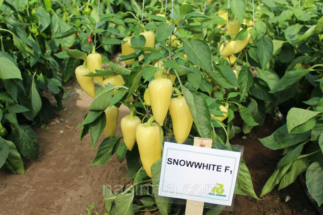 Перець Сноувайт F1 100 насінин, фото 1