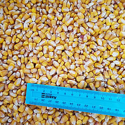 Суха кукурудза для риболовлі на коропа 1кг