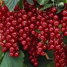 Набір з 10 однорічних саджанців червоної смородини (сорт за вашим вибором)