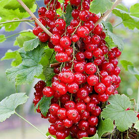 Набір із 5 однорічних саджанців чероної смородини (сорт на ваш вибір)