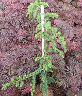 Кедр ліванський "Hilliers Compact" С7,5