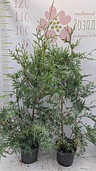 Саджанці туї західної Брабант (Brabant) (4 роки, контейнер 3л)