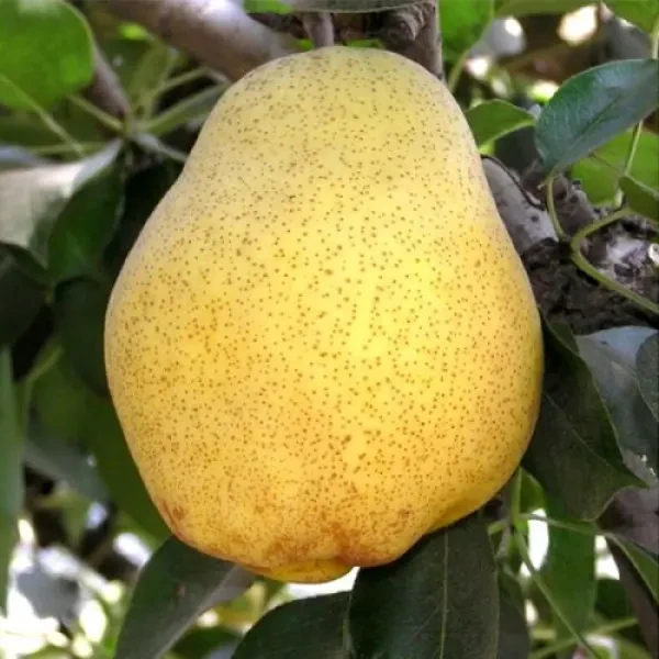 Груша колоновидна "Нарт" (пізній термін дозрівання), фото 1