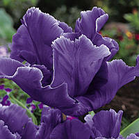 Тюльпан Папуговий Blue Parrot 10/11