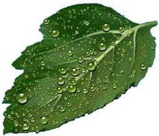 ПРИЛИПАЧІ ДЛЯ РОСЛИН