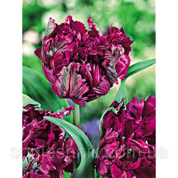 Тюльпан Папуговий Negrita parrot 10/11