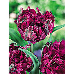 Тюльпан Папуговий Negrita parrot 10/11, фото 1