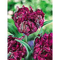 Тюльпан Папуговий Negrita parrot 10/11