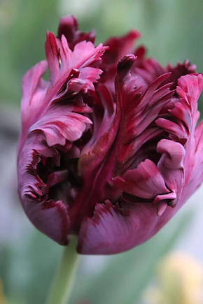 Тюльпан Папуговий Negrita parrot 10/11, фото 2