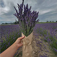 Саджанці лавандину "Grosso" (Гроссо, відкритий грунт)